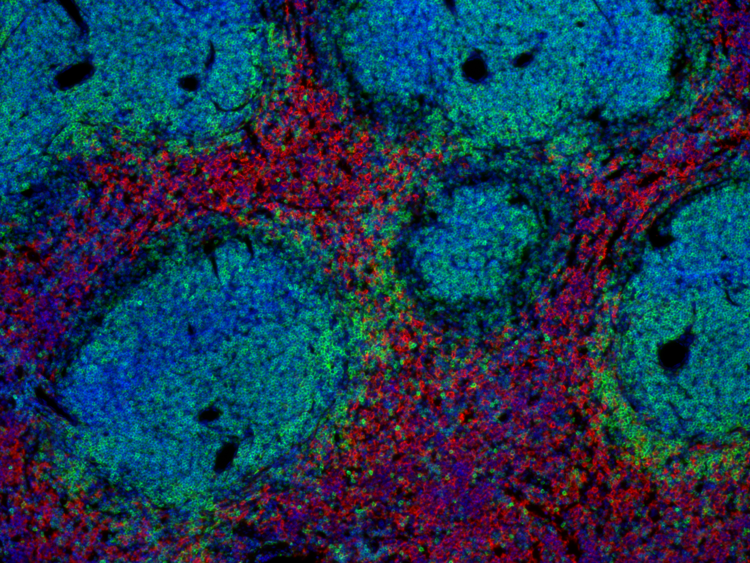CD45 Recombinant rabbit - image 5
