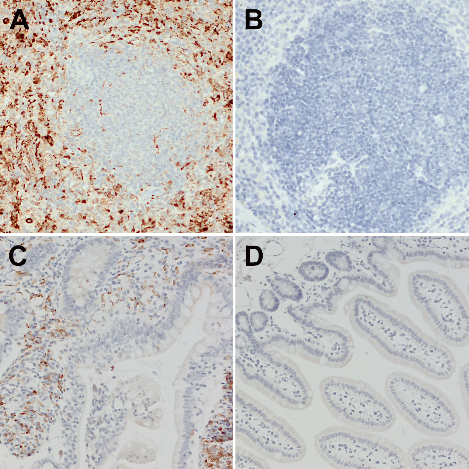 CD68 Recombinant rabbit - image 2