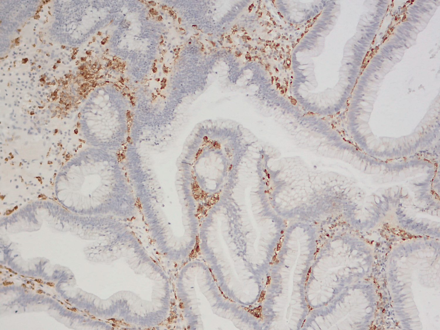 CD68 Recombinant rabbit - image 4