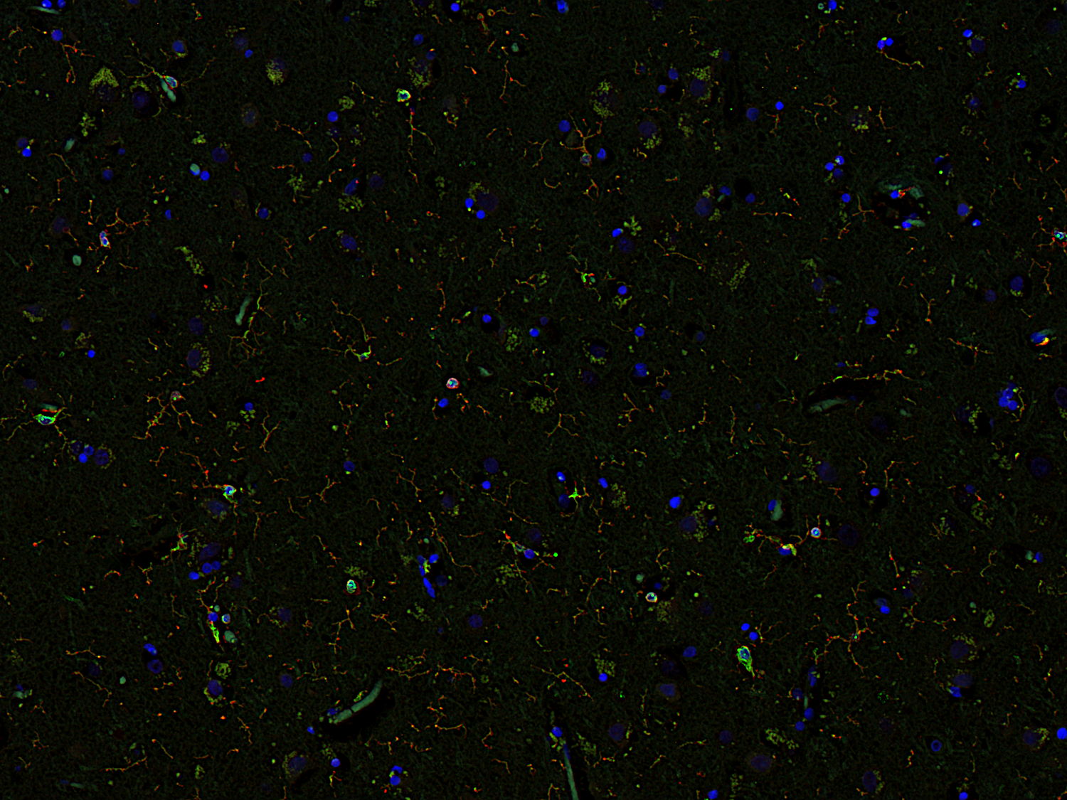 CD68 Recombinant rabbit - image 5