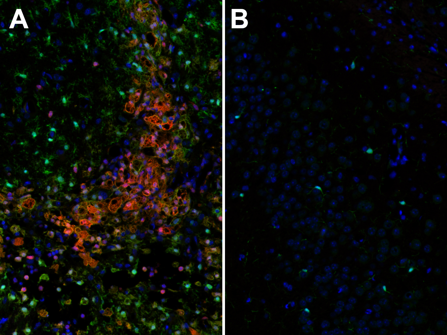 Galectin-3 Recombinant rabbit - image 4