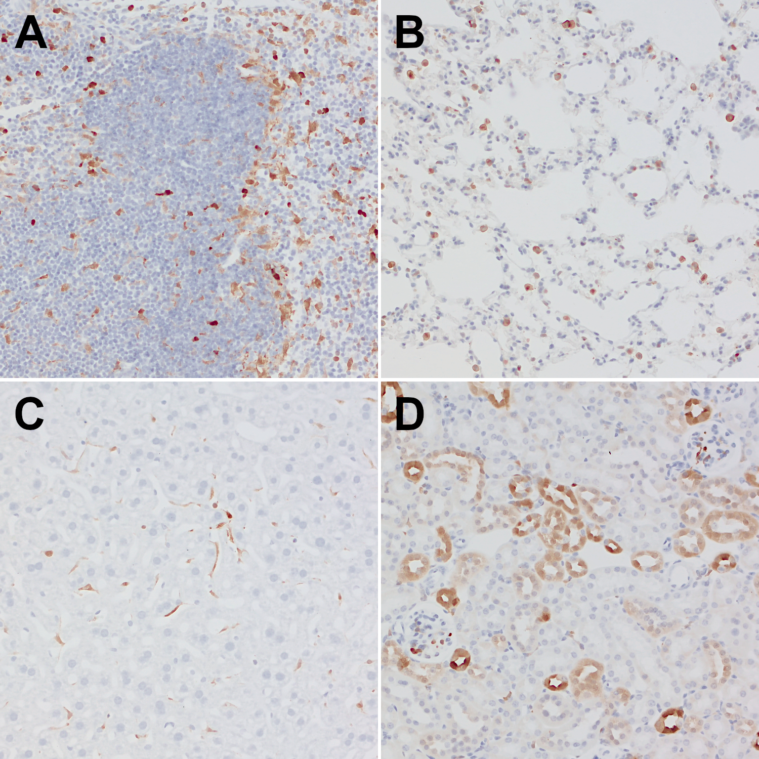 Galectin-3 Recombinant rabbit - image 5