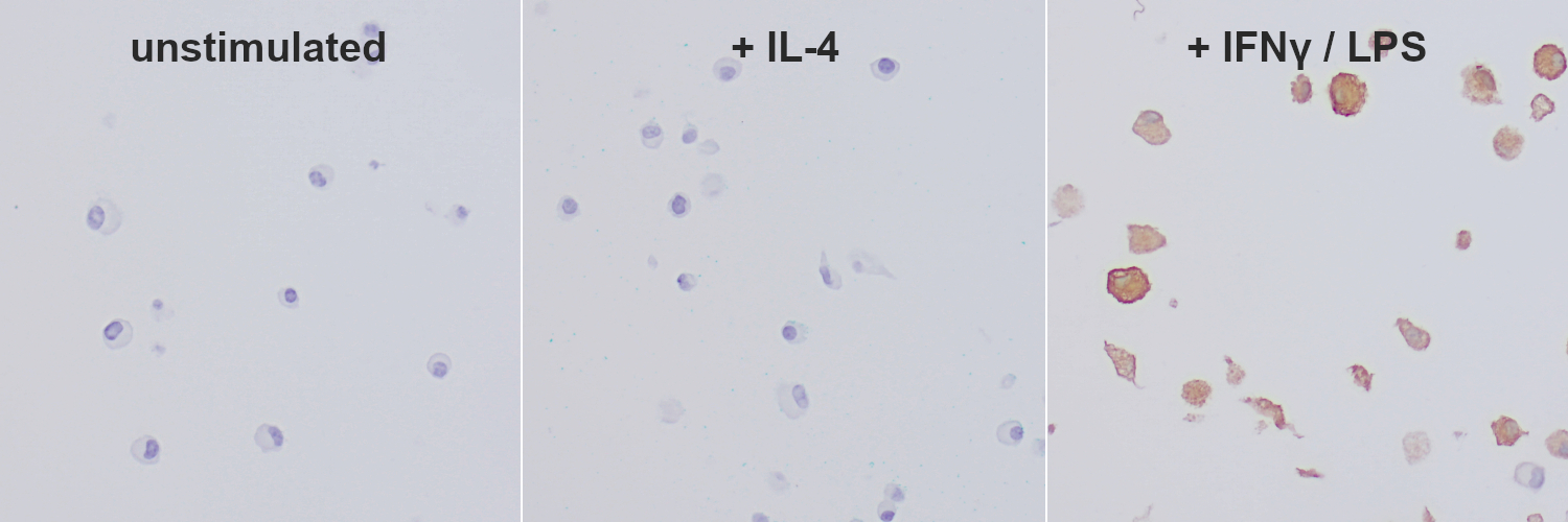 iNOS, Recombinant rabbit