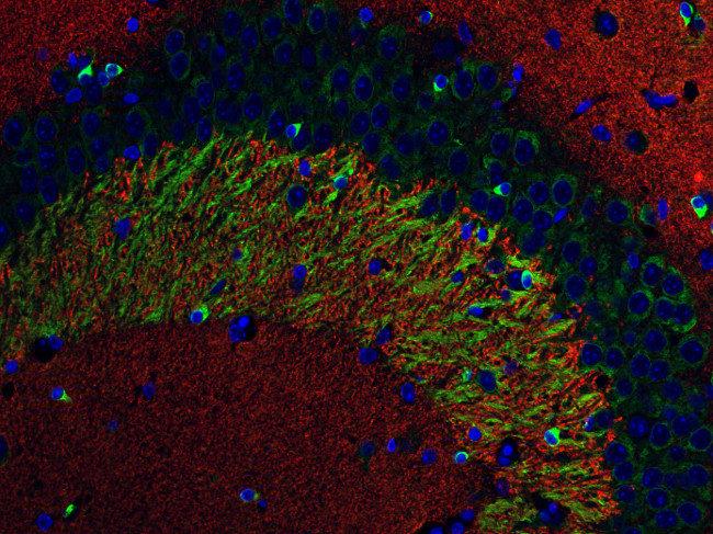 Synaptic Systems - VGLUT1