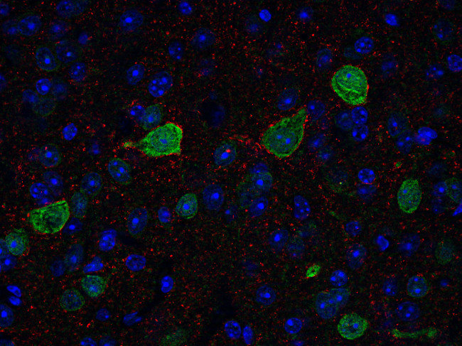 Synaptic Systems - VGLUT2