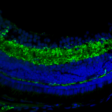 Synaptophysin1 Polyclonal rabbit antiserum - image 3