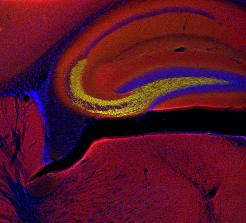 Synaptophysin1 Polyclonal rabbit antiserum - image 4