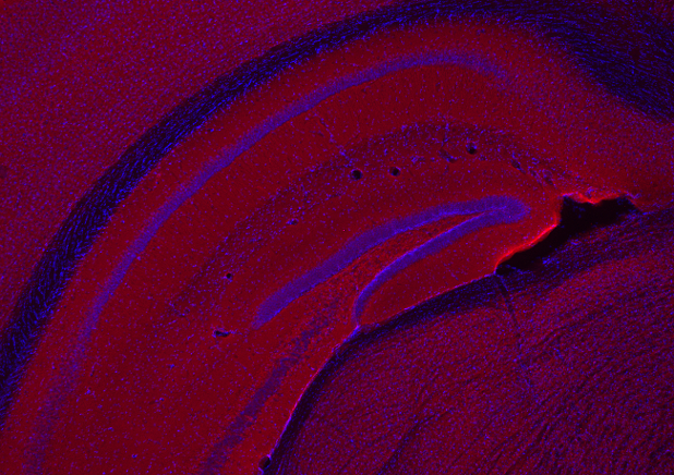 Synaptophysin1 Polyclonal chicken IgY fraction - image 3