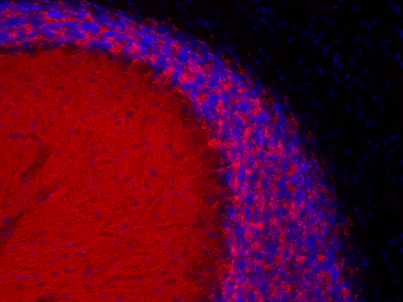 Synaptophysin1 Recombinant rabbit - image 3