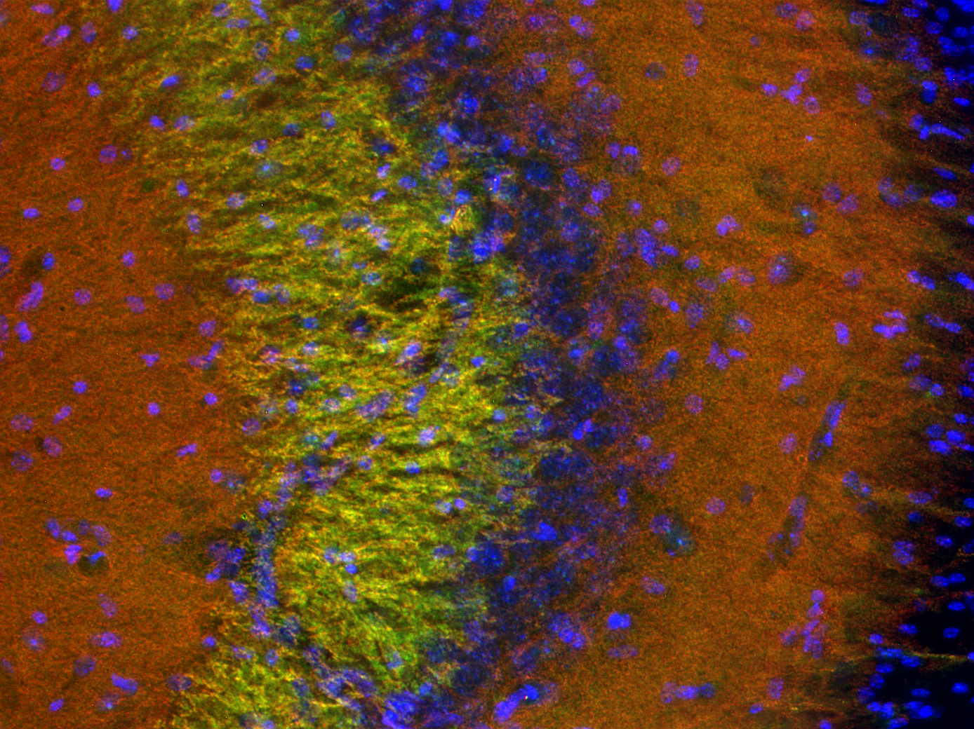 Synaptophysin1 Recombinant rabbit - image 4