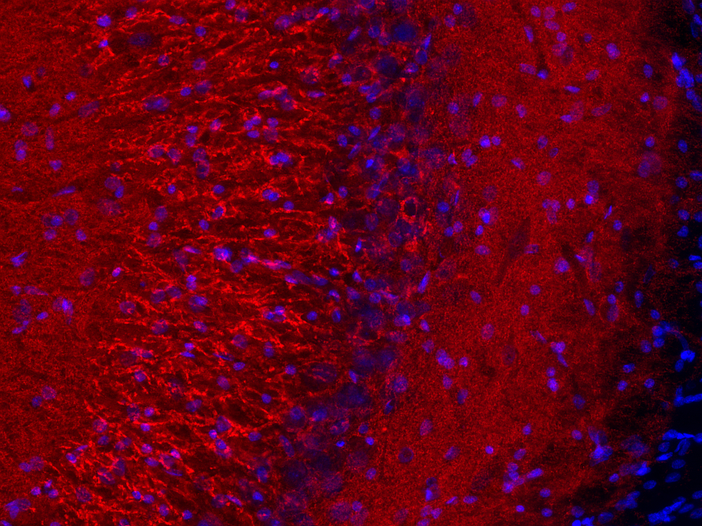 Synaptophysin1 Recombinant rabbit - image 5