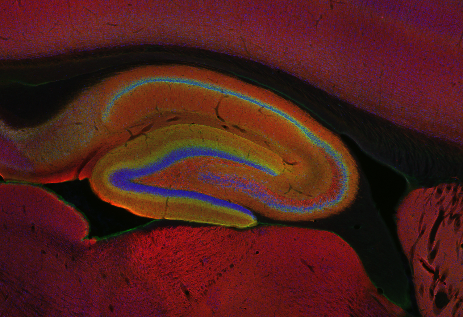 Synaptophysin1 Recombinant chicken - image 4