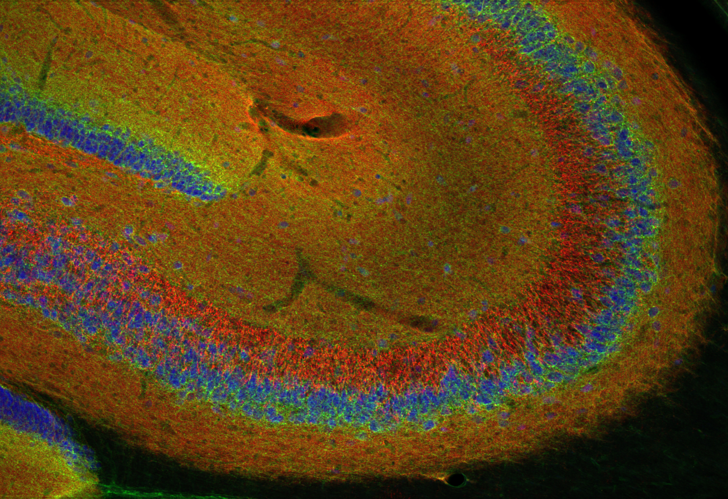 Synaptophysin1 Recombinant chicken - image 5