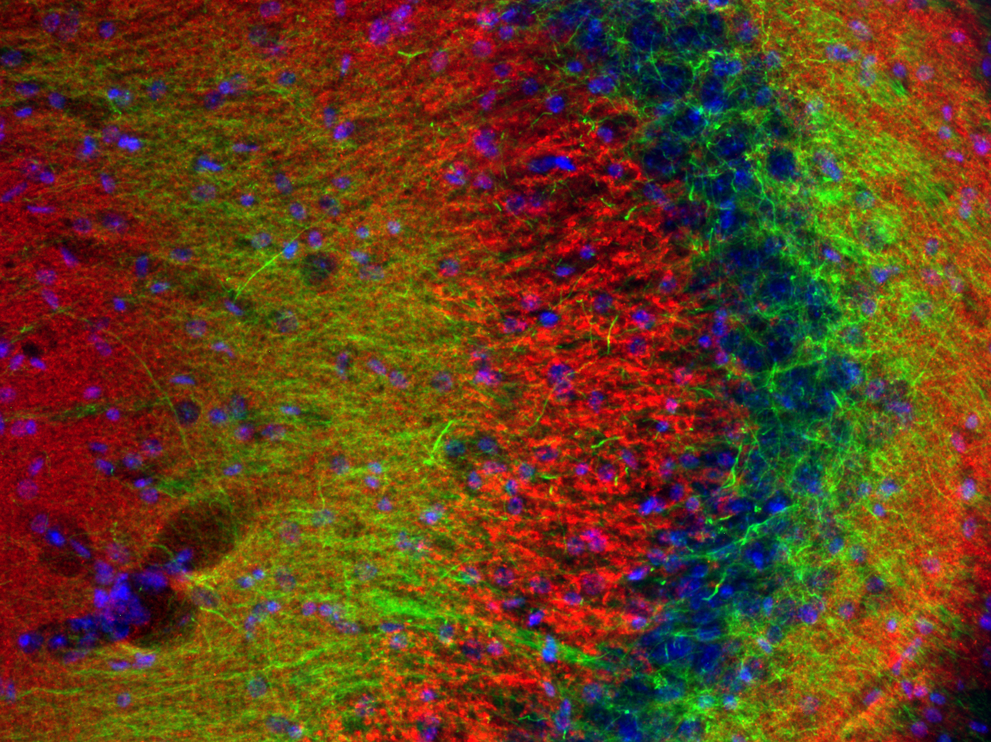 Synaptophysin1 Recombinant Guinea pig - image 3