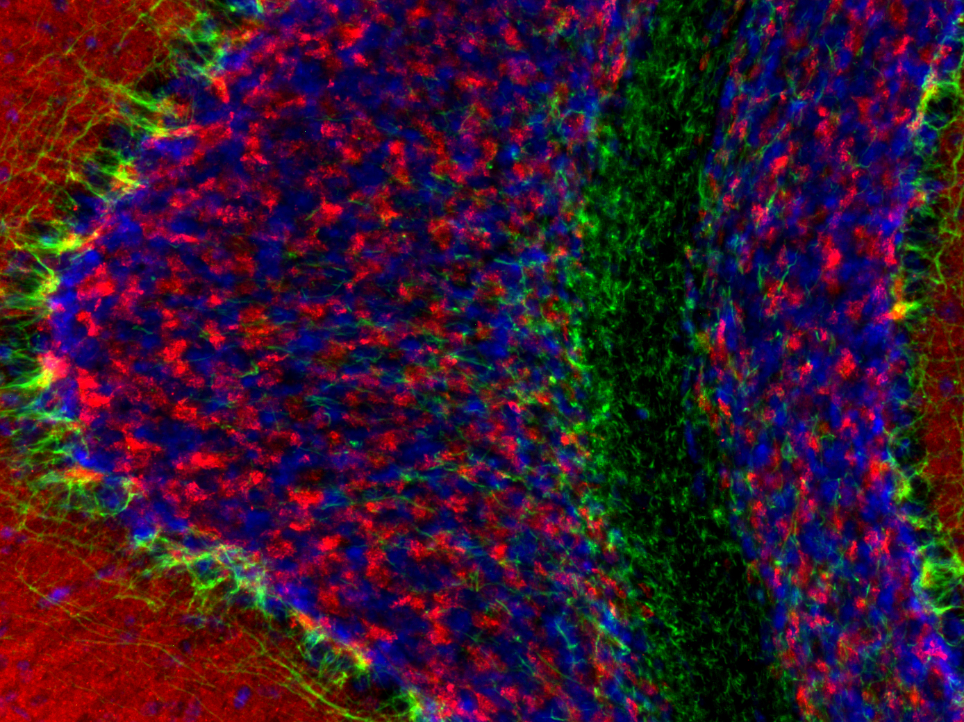 Synaptophysin1 Recombinant Guinea pig - image 4