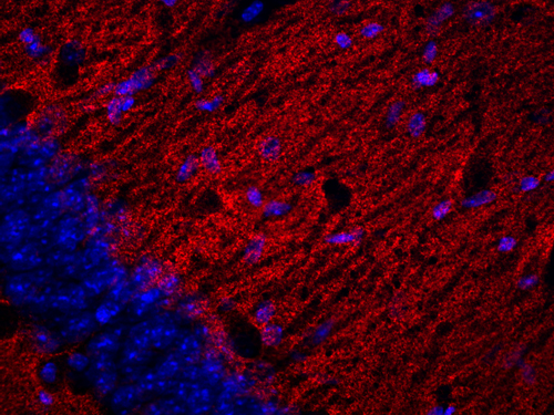 Synaptogyrin1 Polyclonal rabbit antiserum - image 3