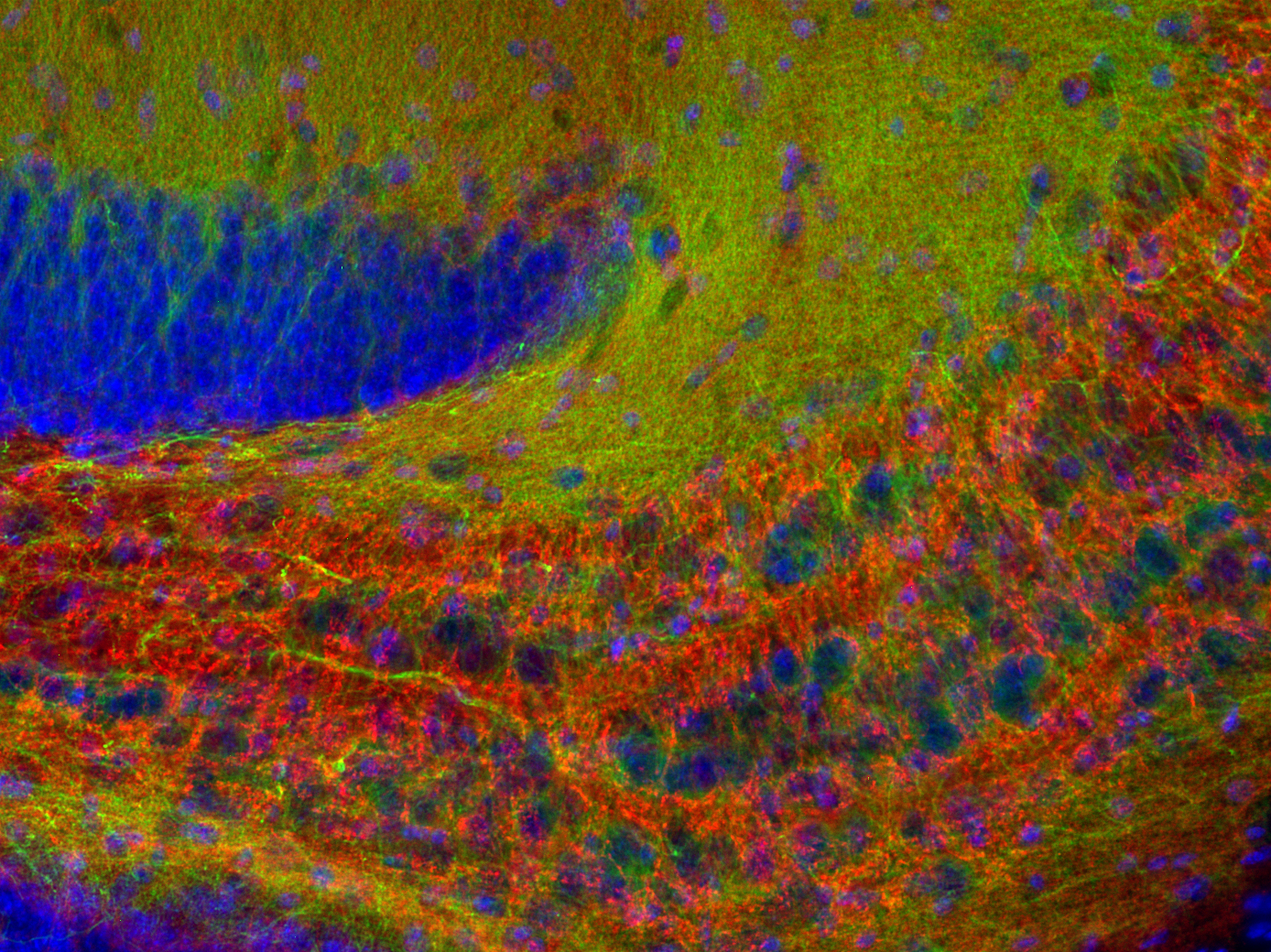 Synaptobrevin2 Recombinant rabbit - image 3