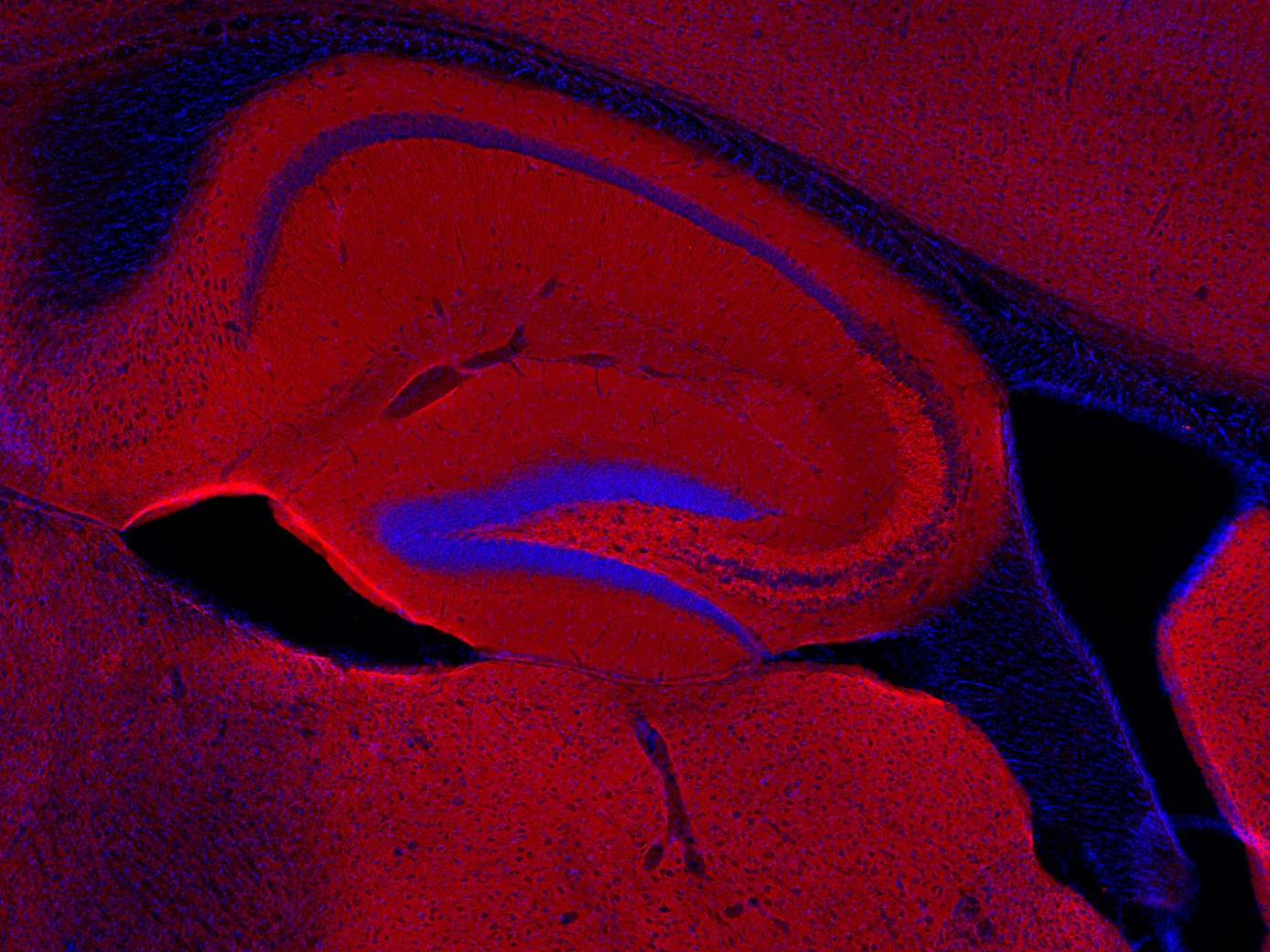Synaptobrevin2 Recombinant Guinea pig - image 3
