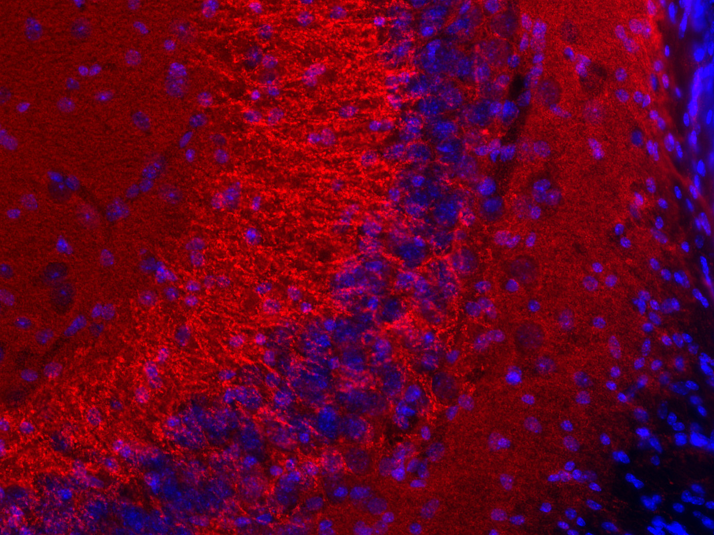 Synaptobrevin2 Recombinant Guinea pig - image 4