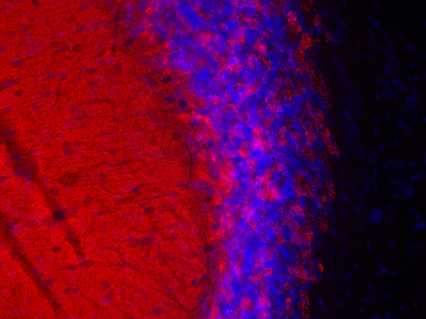 Synaptobrevin2 Recombinant Guinea pig - image 5