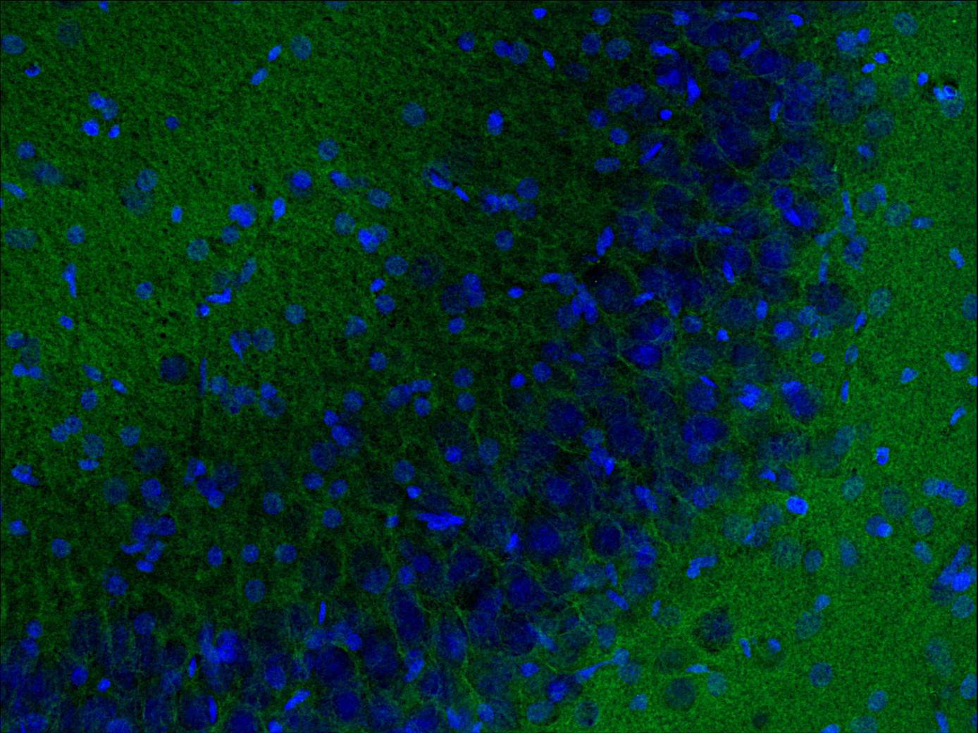 Synaptotagmin1/2 Polyclonal rabbit antiserum - image 3