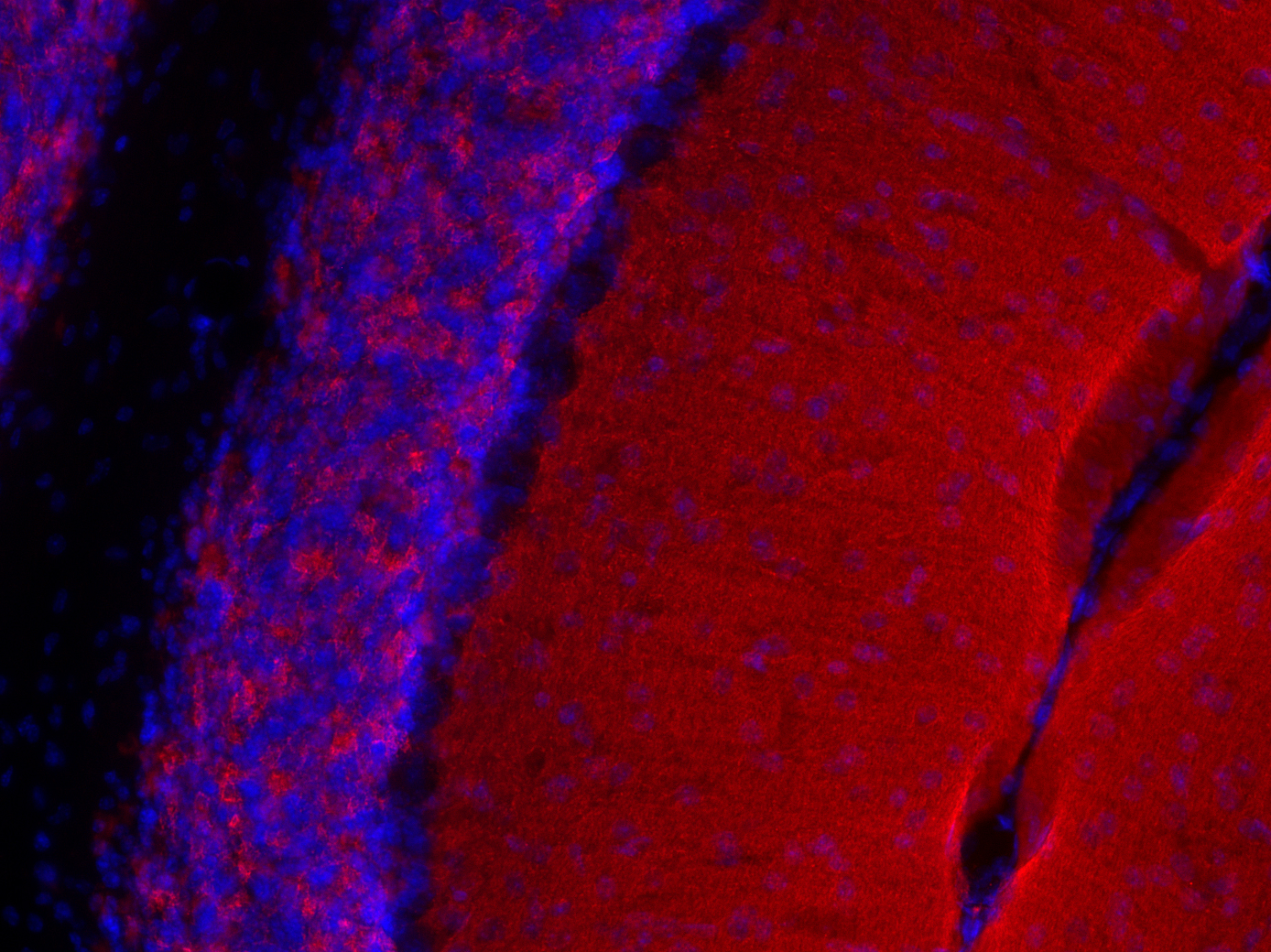 Synaptotagmin1 Recombinant rabbit - image 3