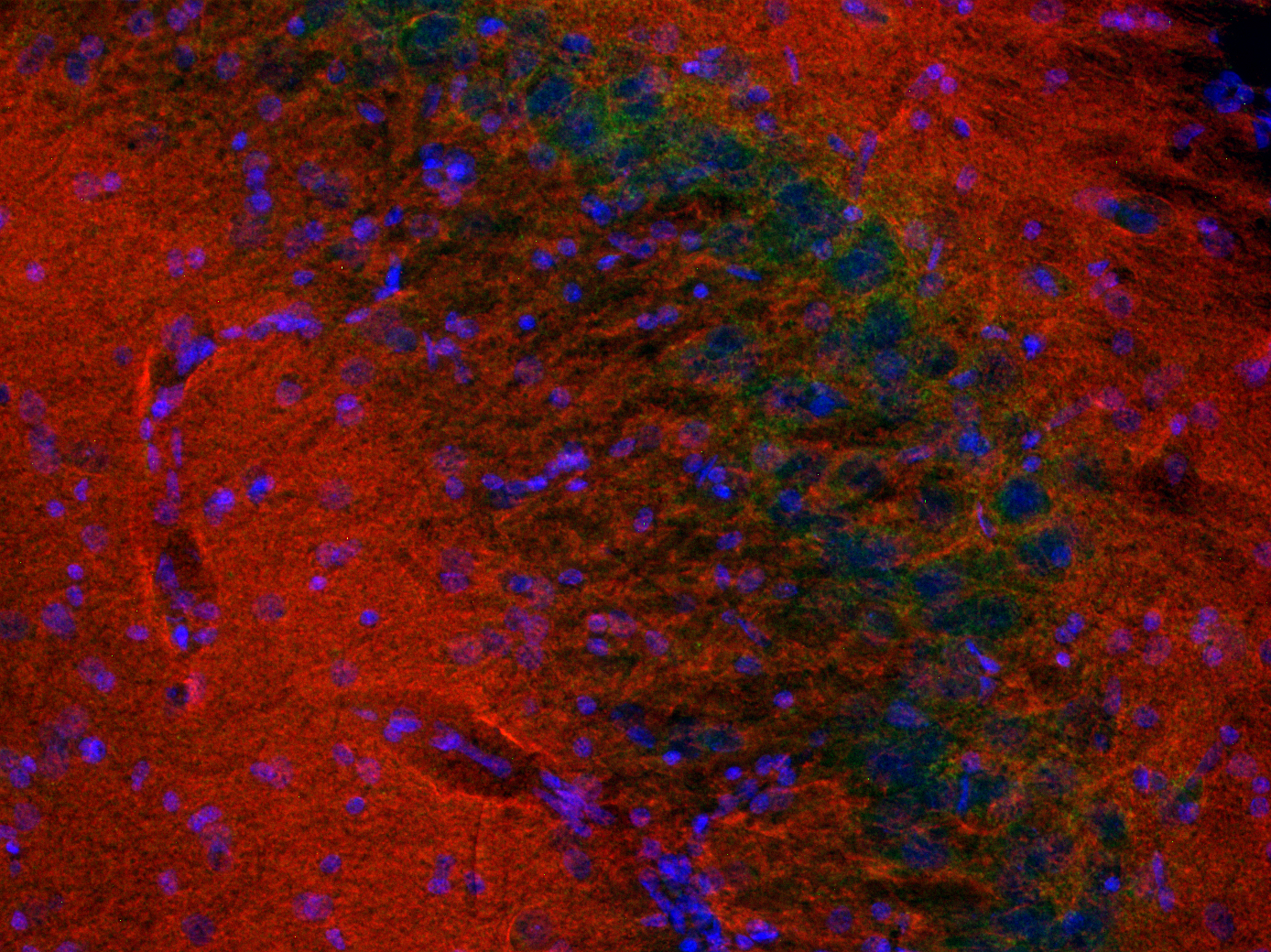 Synaptotagmin1 Recombinant rabbit - image 4