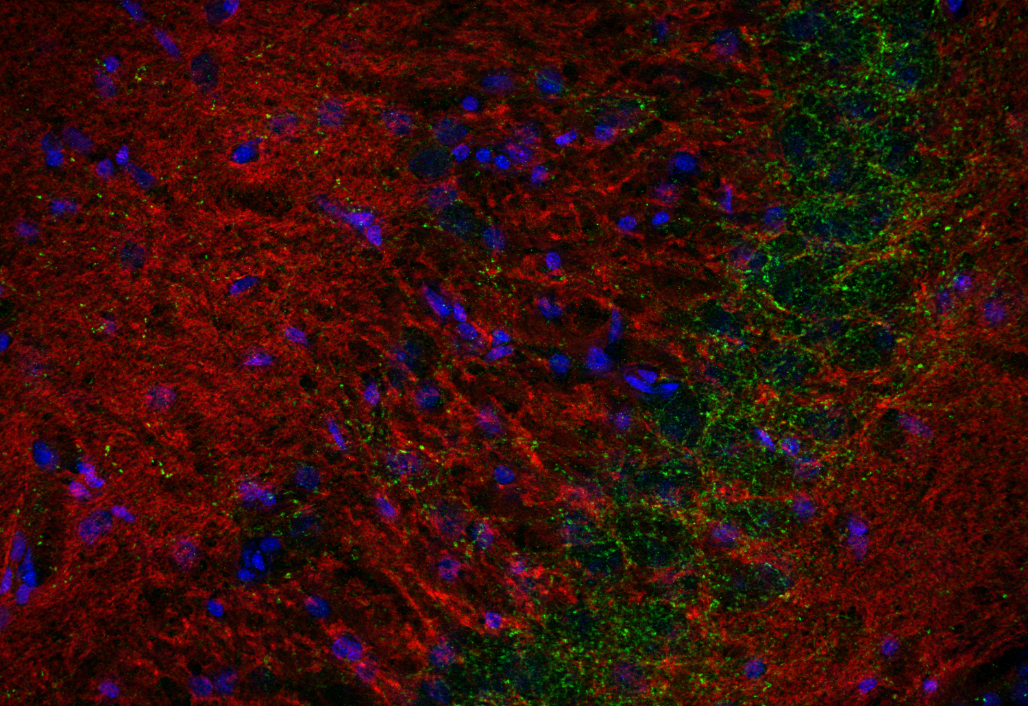 Synaptotagmin1, Recombinant chicken