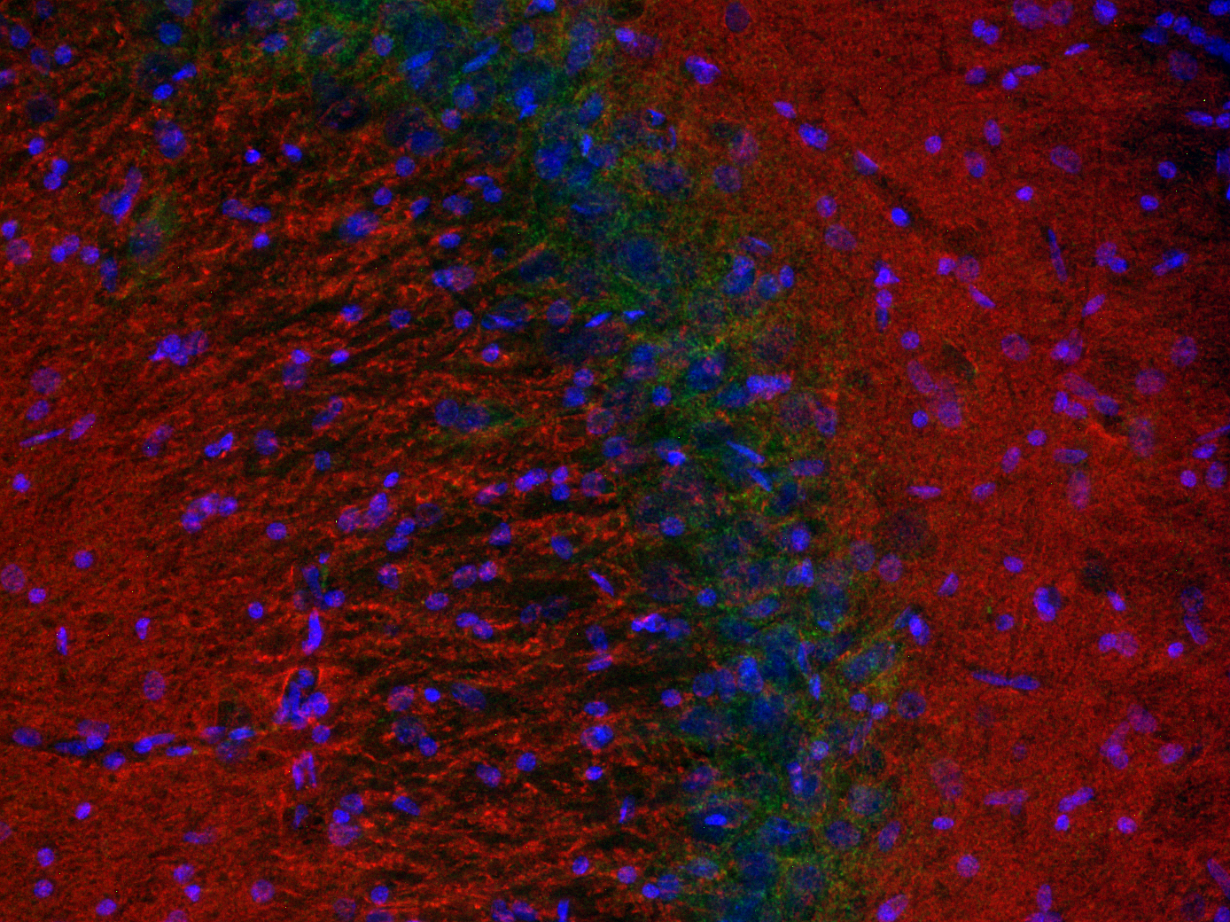 Synaptotagmin1 Recombinant rabbit - image 3