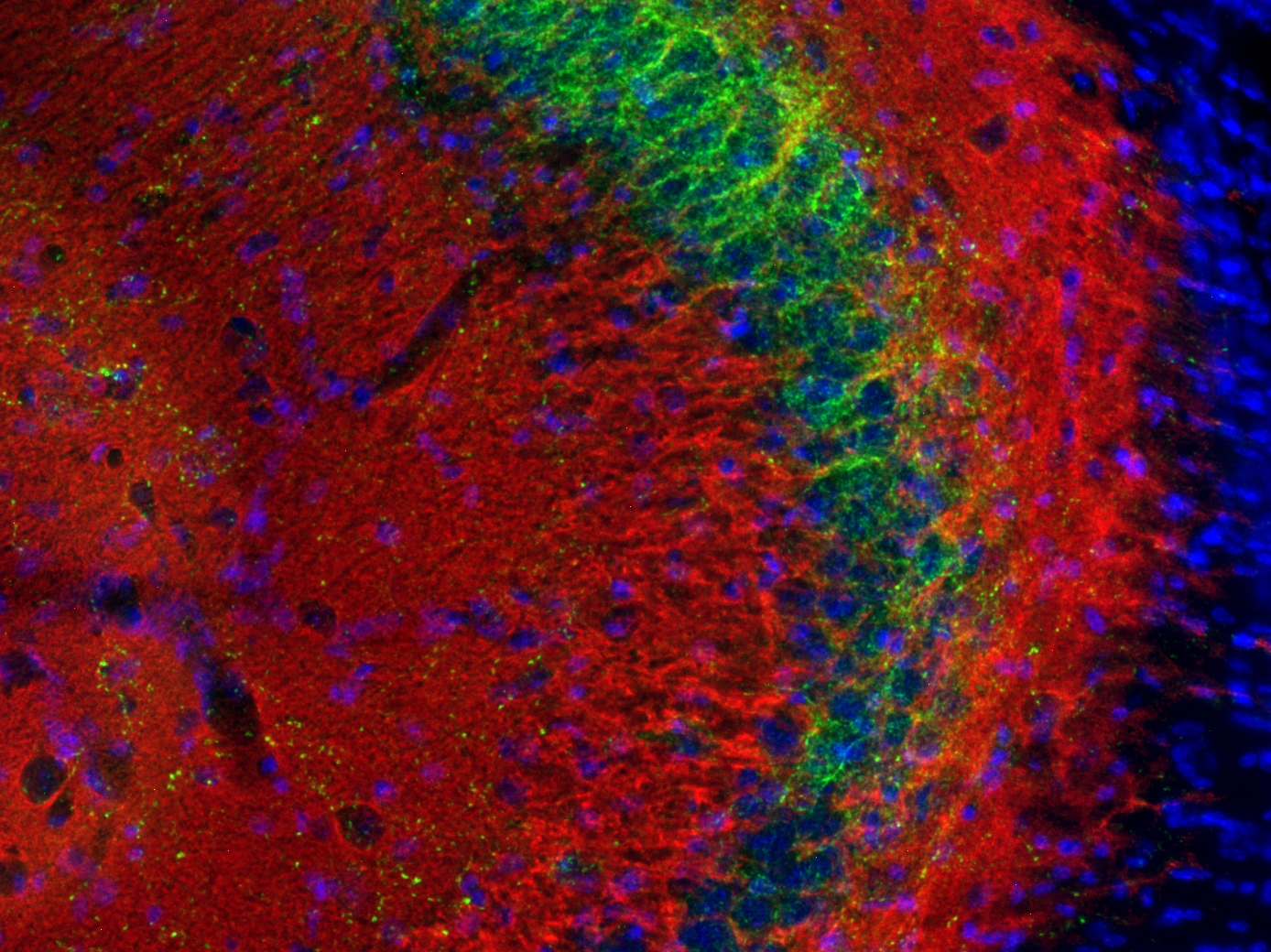 Synaptotagmin1 Recombinant Guinea pig - image 3