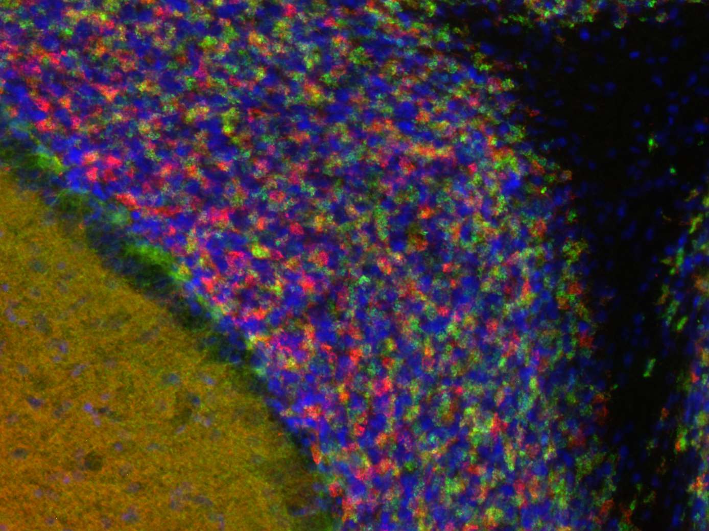 Synaptotagmin1 Recombinant Guinea pig - image 4