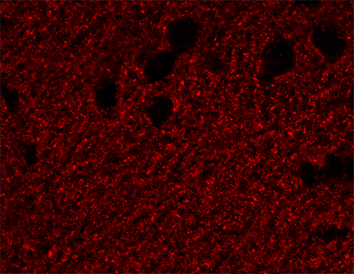 Synapsin1/2 Polyclonal Guinea pig antiserum - image 3