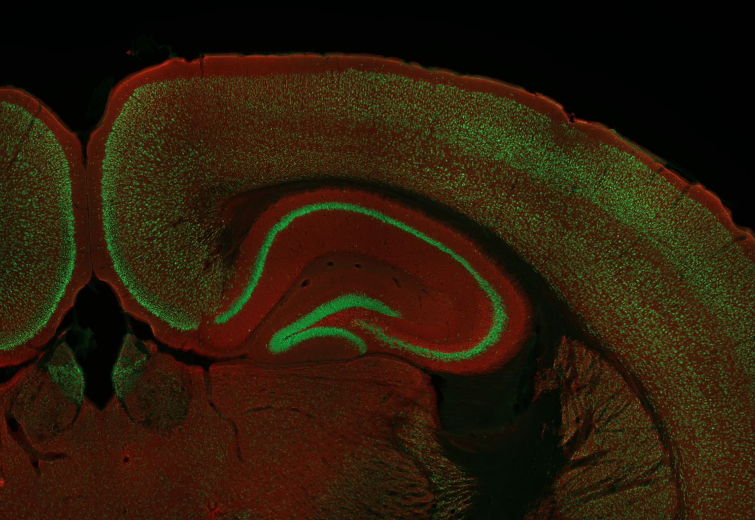 Synapsin1 Recombinant chicken - image 5