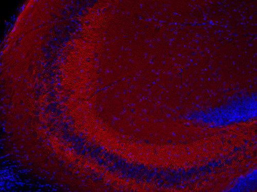 Synapsin1 Polyclonal Guinea pig antiserum - image 3