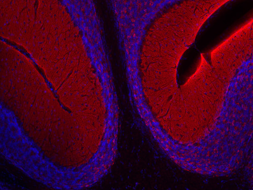 Synapsin1 Polyclonal Guinea pig antiserum - image 4