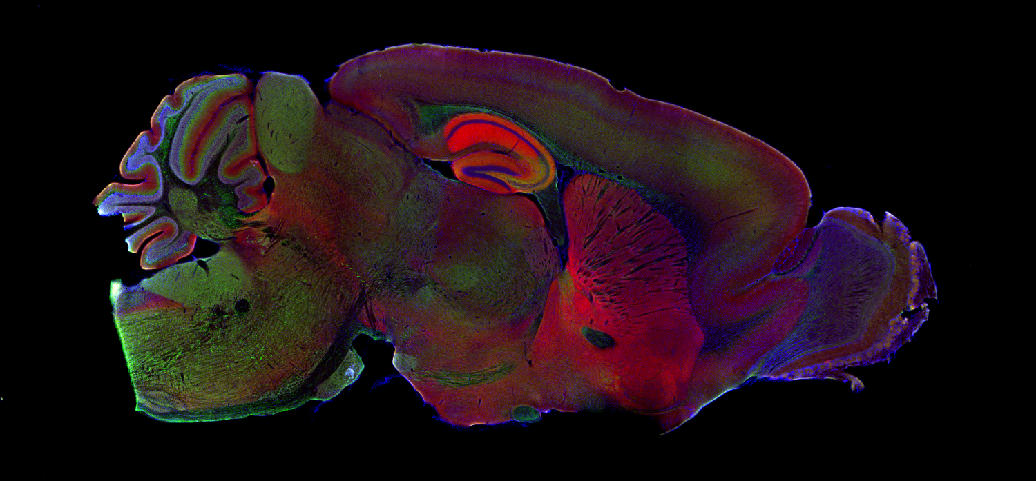 Synapsin2 Recombinant rabbit - image 3