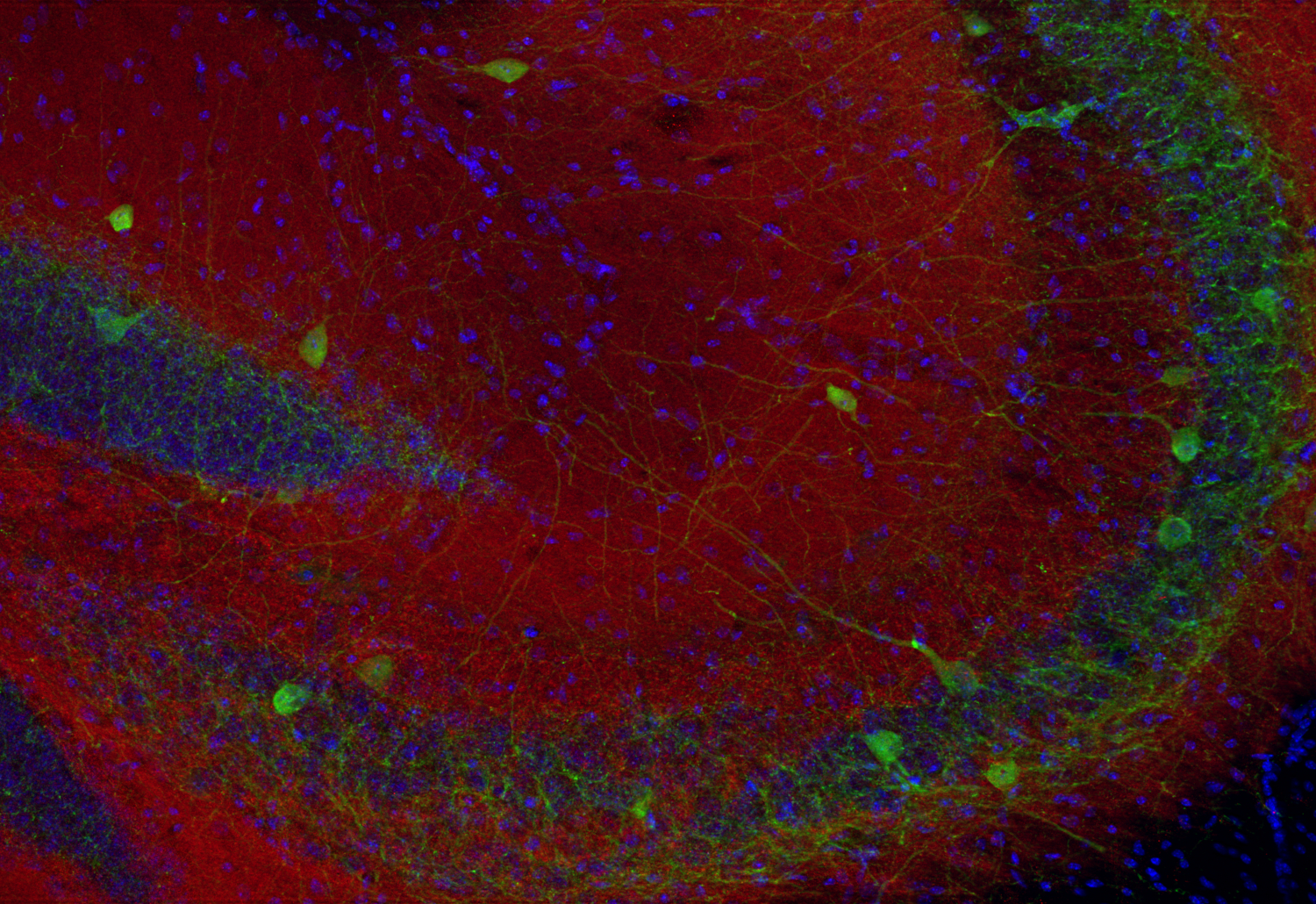 Synapsin2 Recombinant rabbit - image 4
