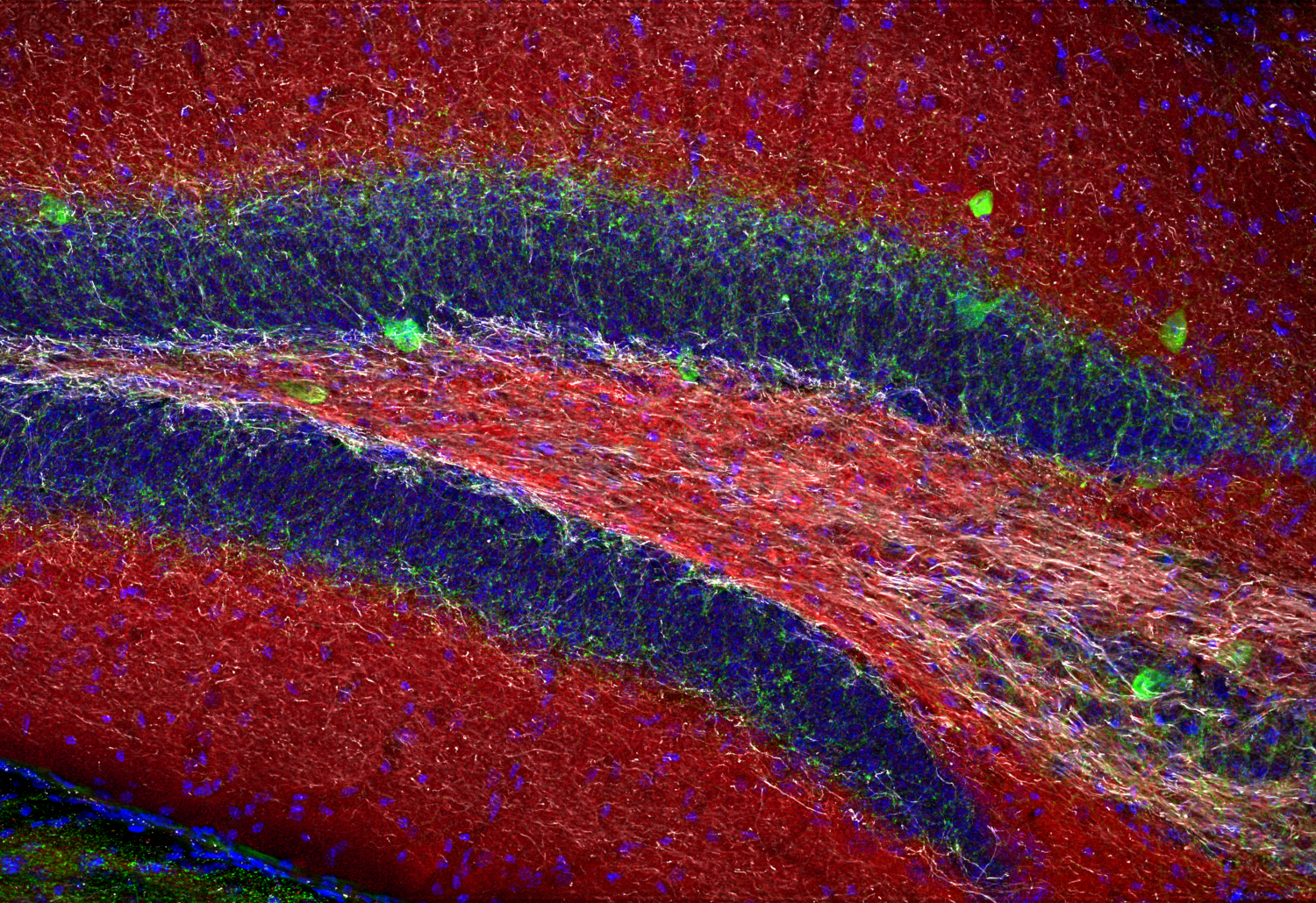 Synapsin2 Recombinant rabbit - image 5