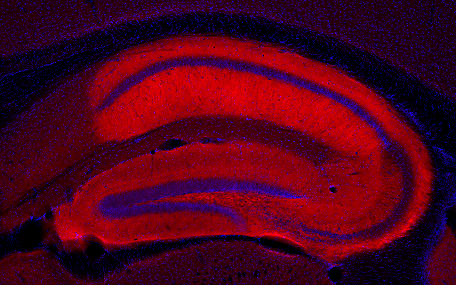 Synapsin2, Recombinant Guinea pig