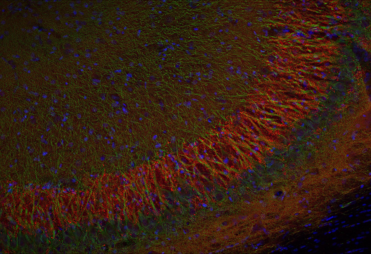 Synapsin2, Recombinant Guinea pig
