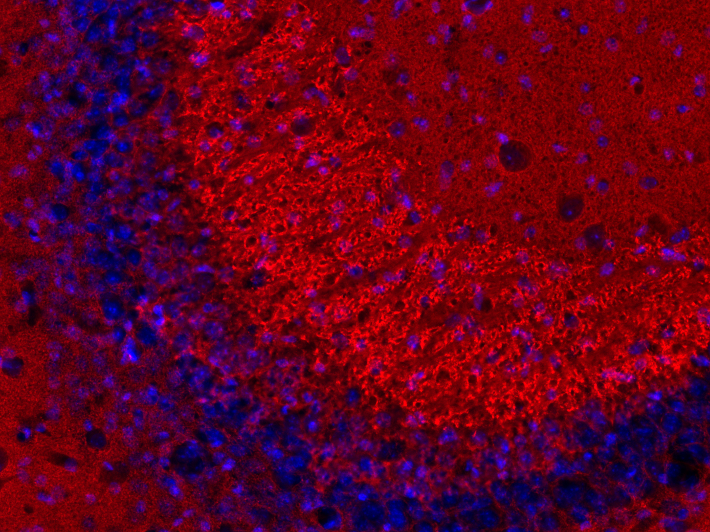 Synapsin1 Recombinant Guinea pig - image 3