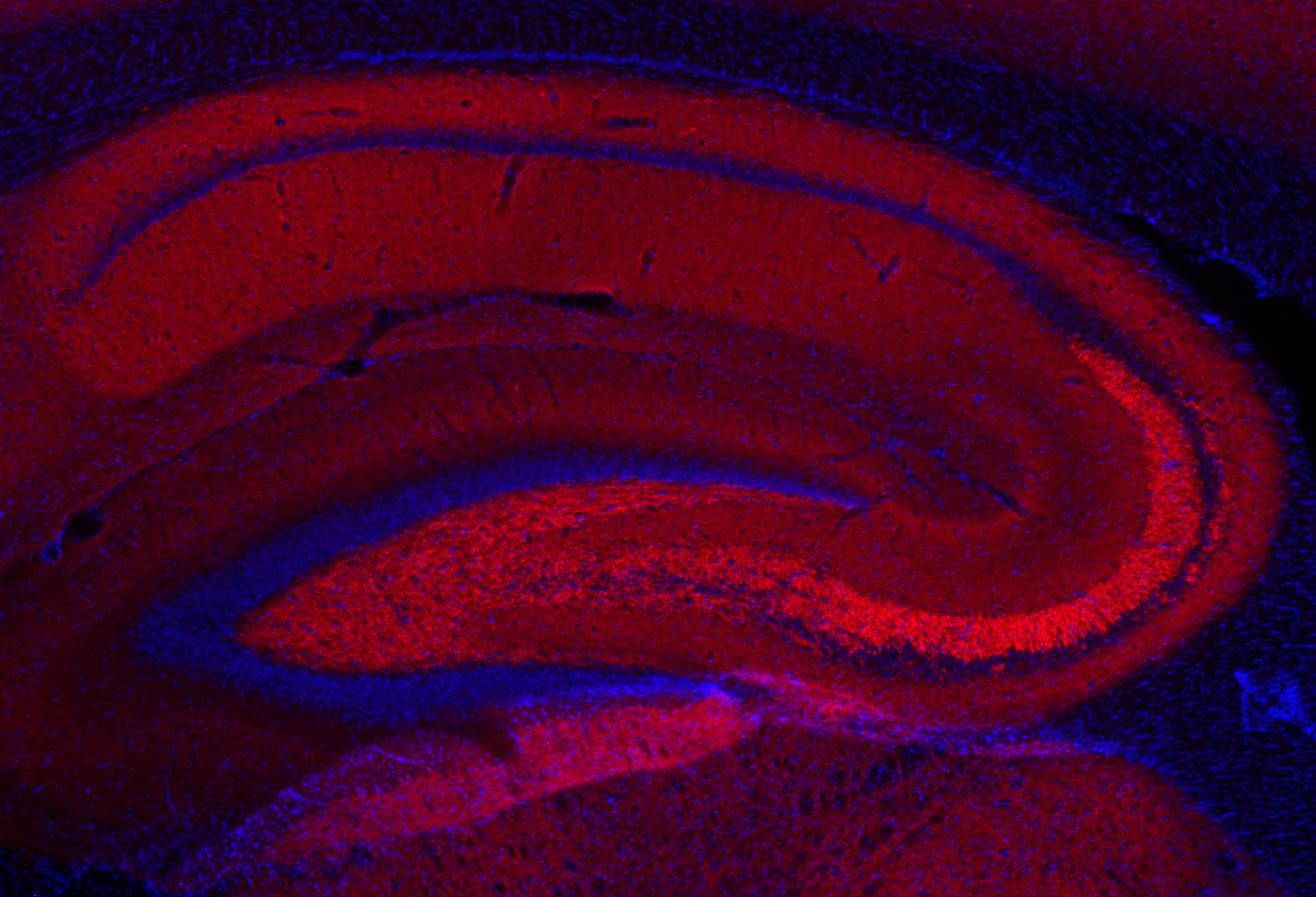 Synapsin1 Recombinant Guinea pig - image 4