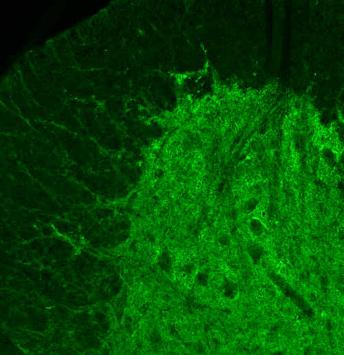 Rab3, Polyclonal rabbit purified antibody