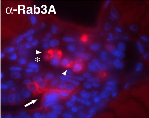 Rab3a Polyclonal rabbit antiserum - image 3