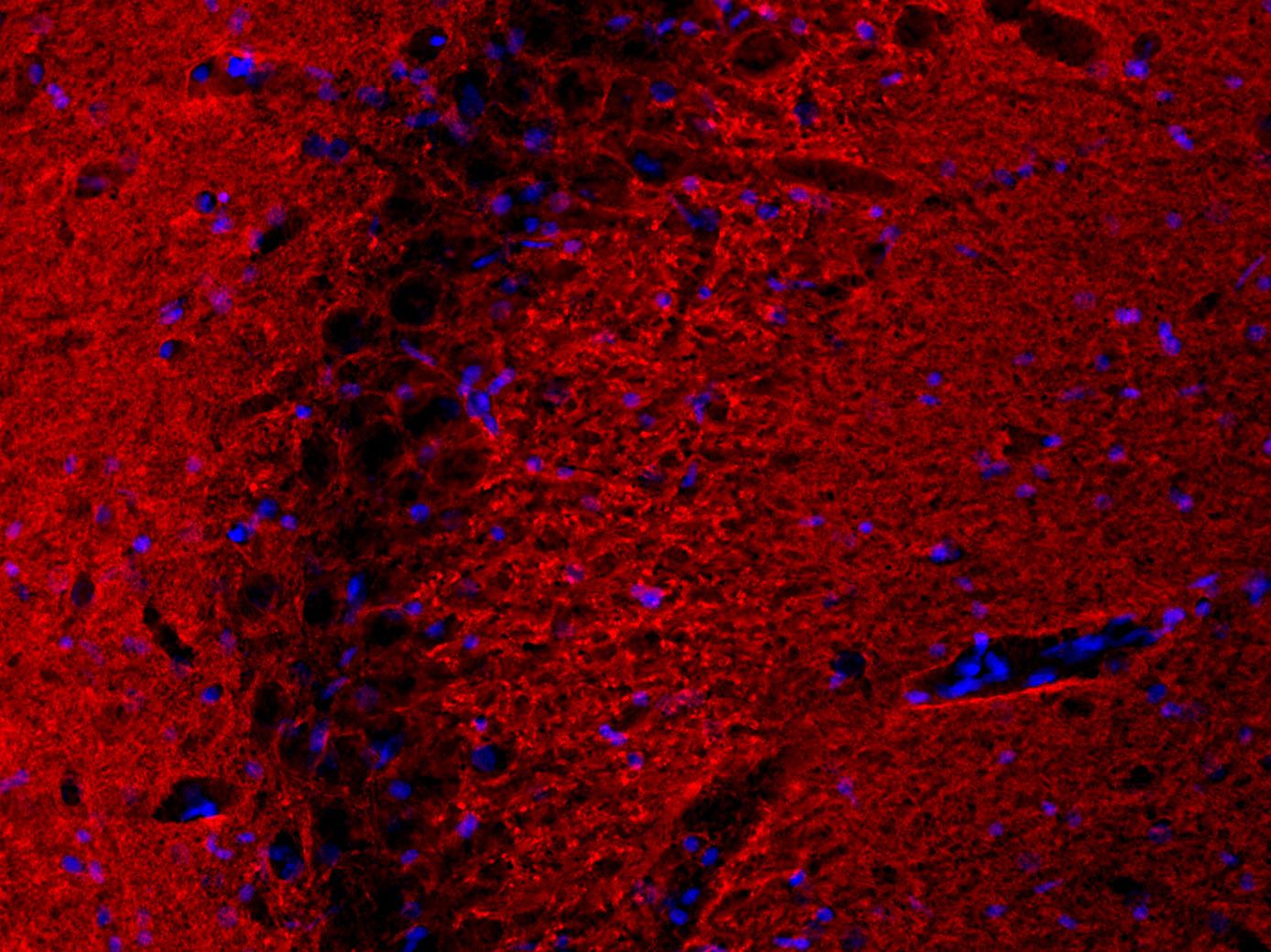 Rab3a Recombinant rabbit - image 4