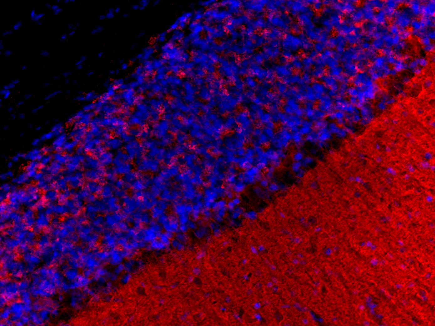 Rab3a Recombinant rabbit - image 5