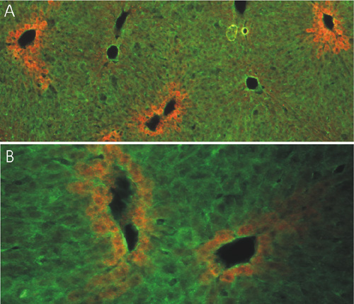 Syntaxin5, Polyclonal rabbit purified antibody