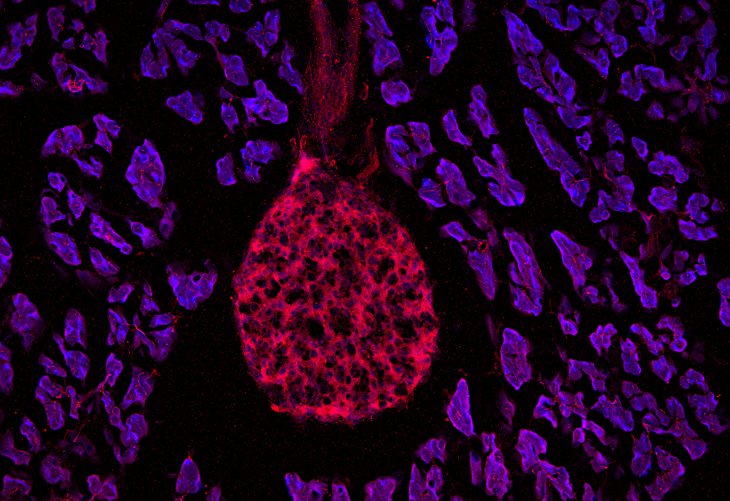 Syntaxin7, Polyclonal rabbit antiserum