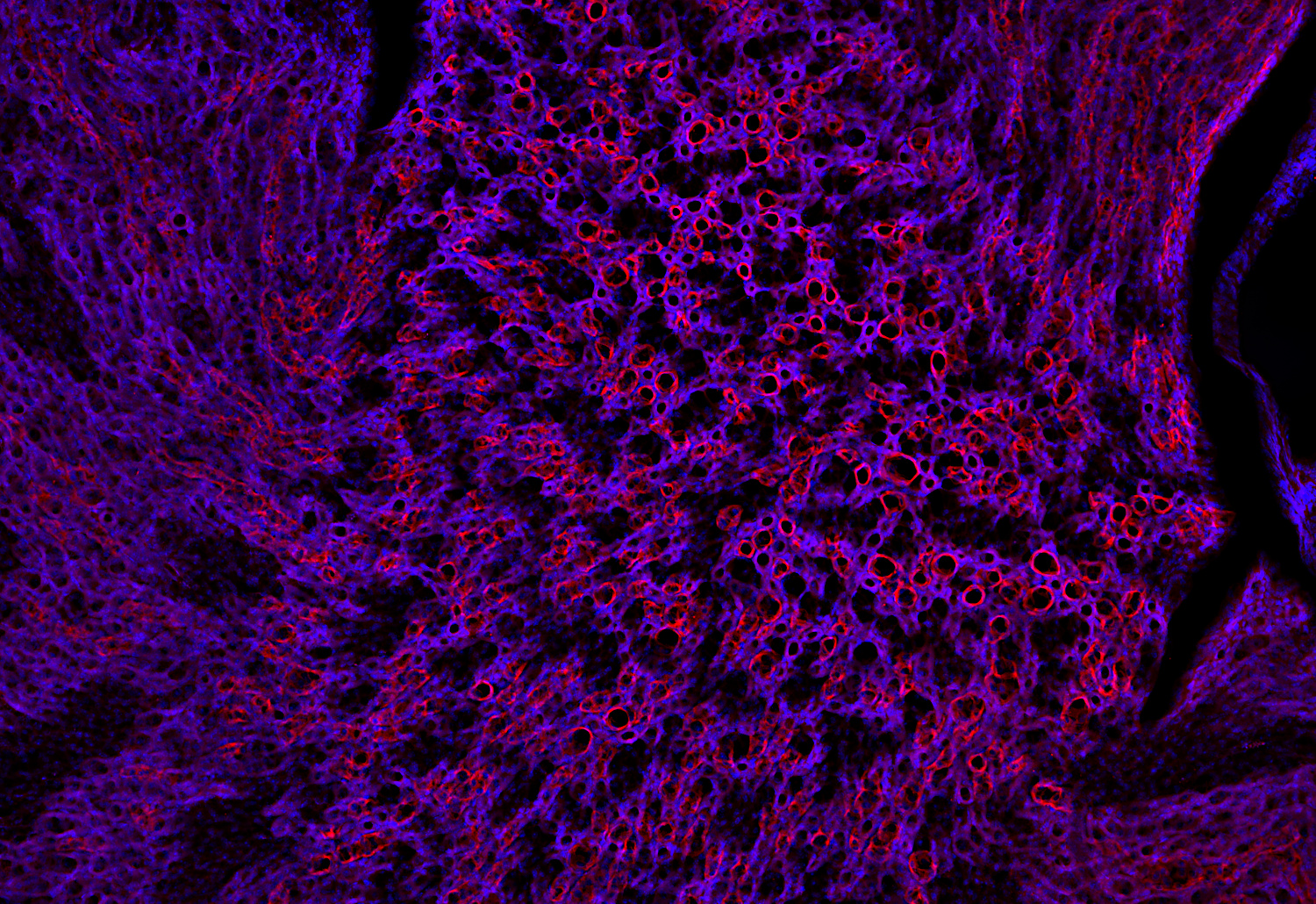Syntaxin7, Polyclonal rabbit antiserum