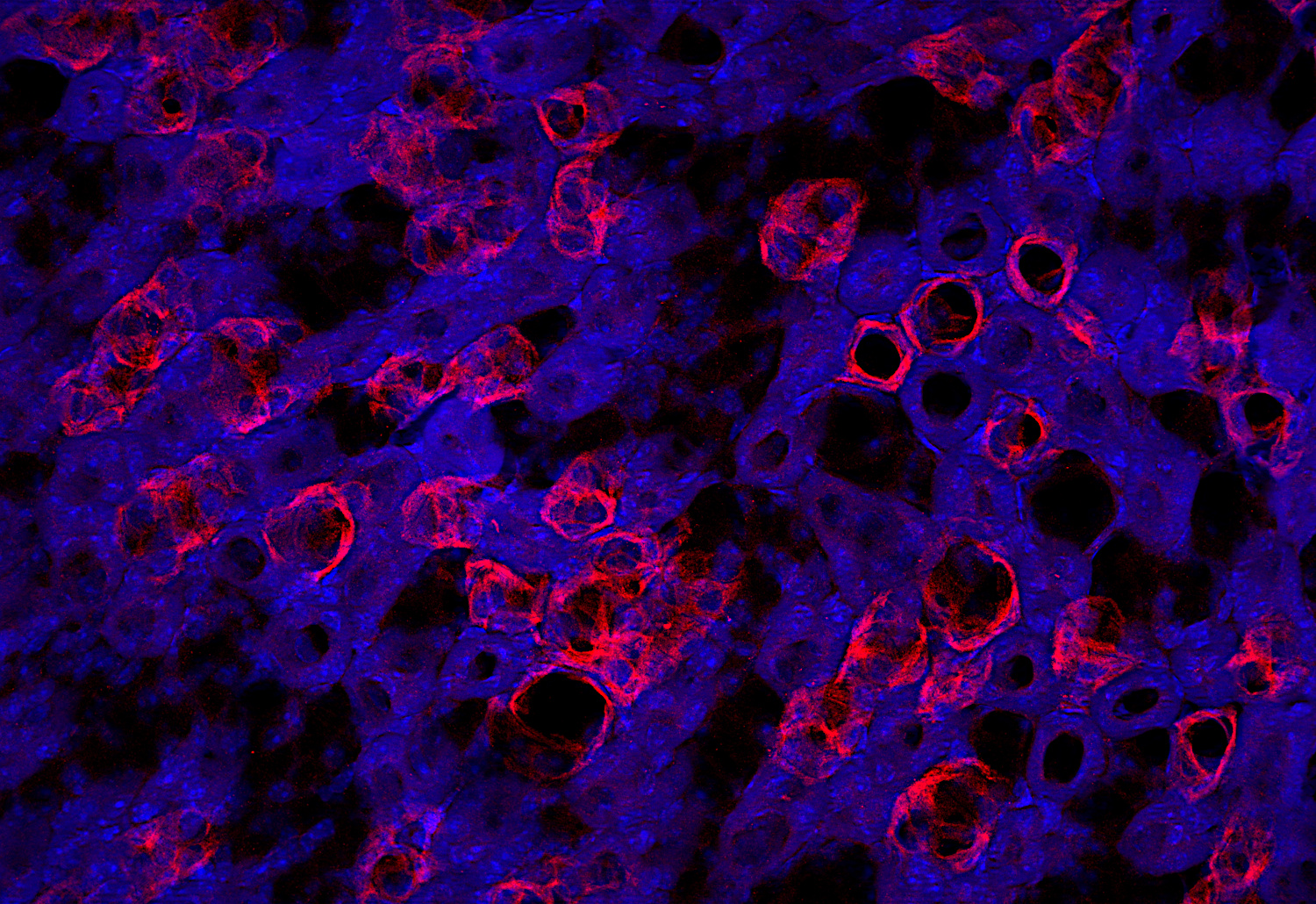 Syntaxin7, Polyclonal rabbit antiserum